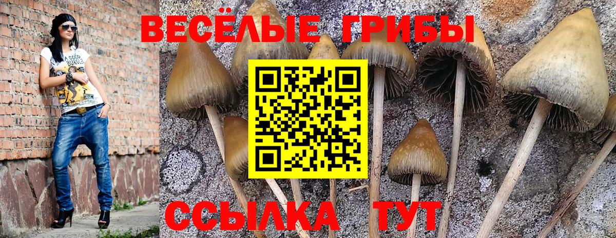 закладка  Вход с VPN  Санкт-Петербург  Галлюциногенные грибы Psilocybine cubensis 